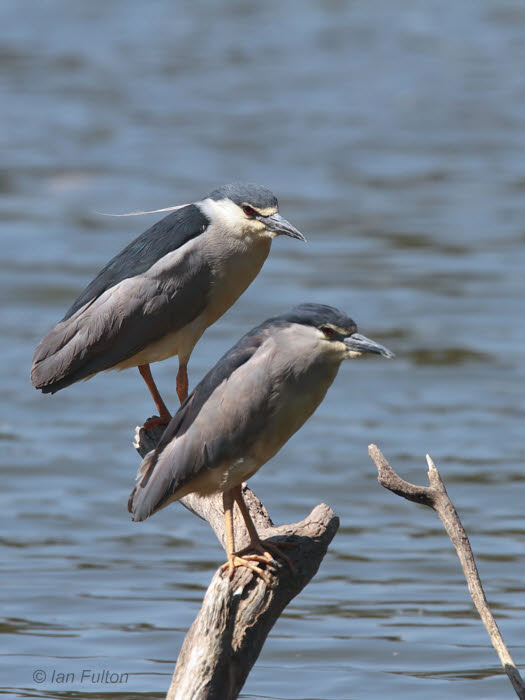 Black-crowned Night Heron, Lake Alarobia-Antananarivo, Madagascar