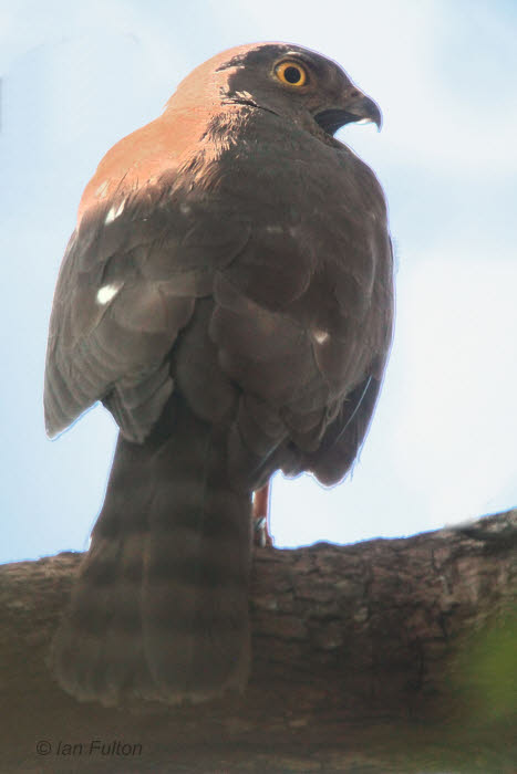 Francess Sparrowhawk, Ankarafantsika NP, Madagascar