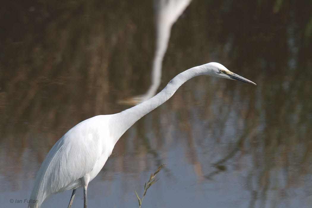 Great White Egret, Antananarivo, Madagascar