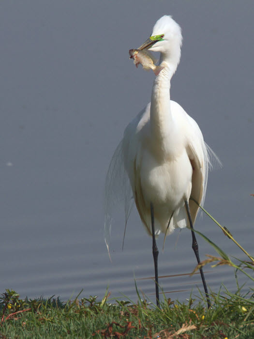 Great White Egret, Antananarivo, Madagascar