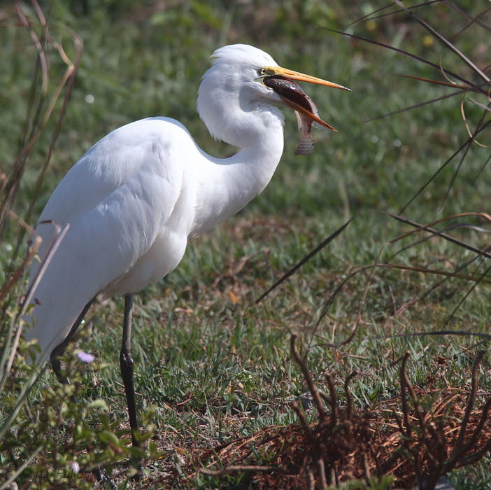 Great White Egret, Antananarivo, Madagascar