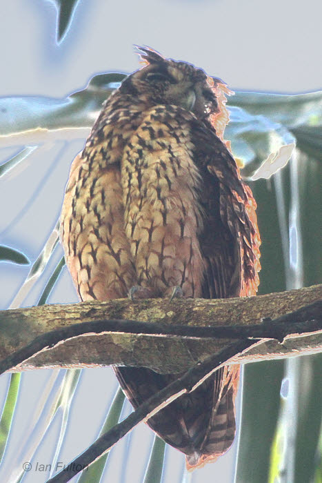 Madagascar Long-eared Owl, Andasibe NP, Madagascar