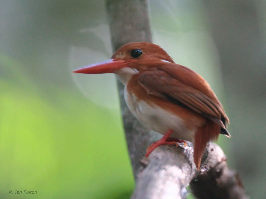 Madagascar Pygmy Kingfisher, Tsingy de Benaraha, Madagascar