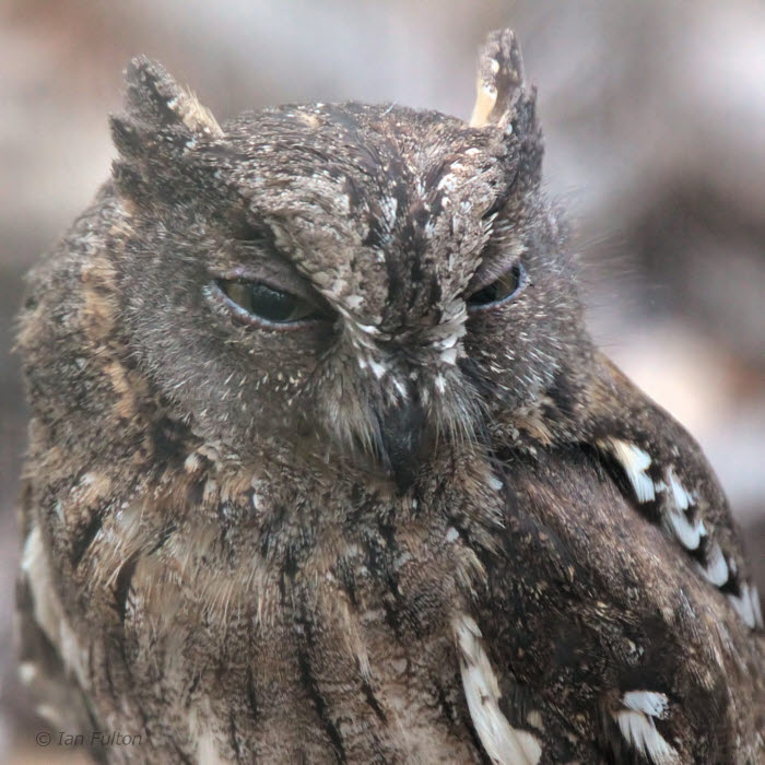 Madagascar Scops Owl, Ankarafantsika NP, Madagascar