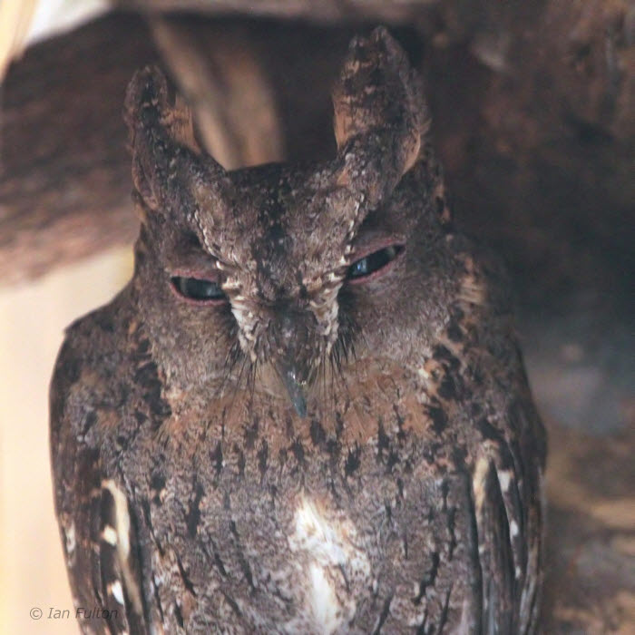 Madagascar Scops Owl, Kirindy NP, Madagascar