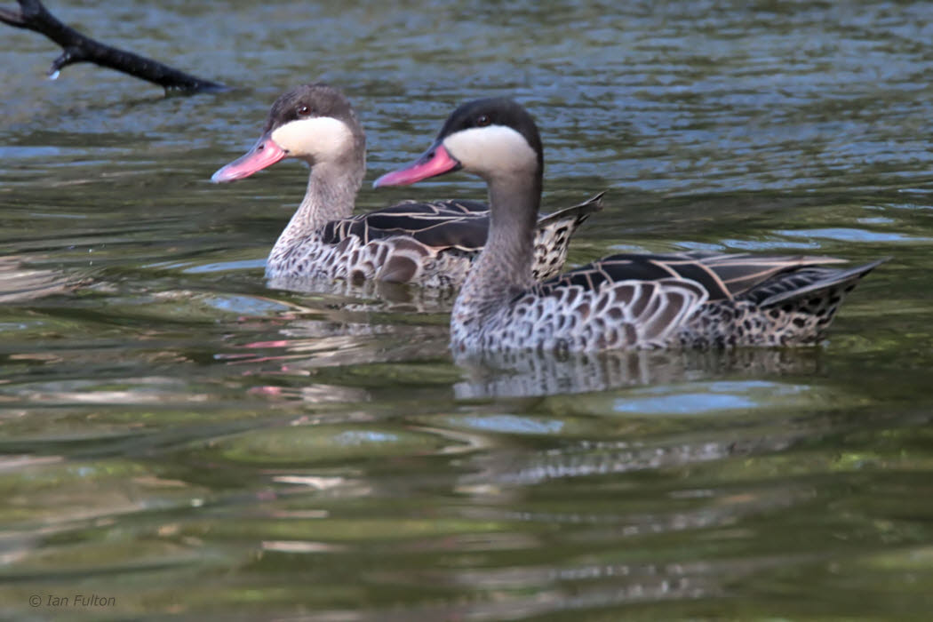 Red-billed Teal, Lake Alarobia-Antananarivo, Madagascar