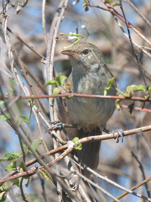 Sub-desert Brush-Warbler, Belalanda near Toliara, Madagascar