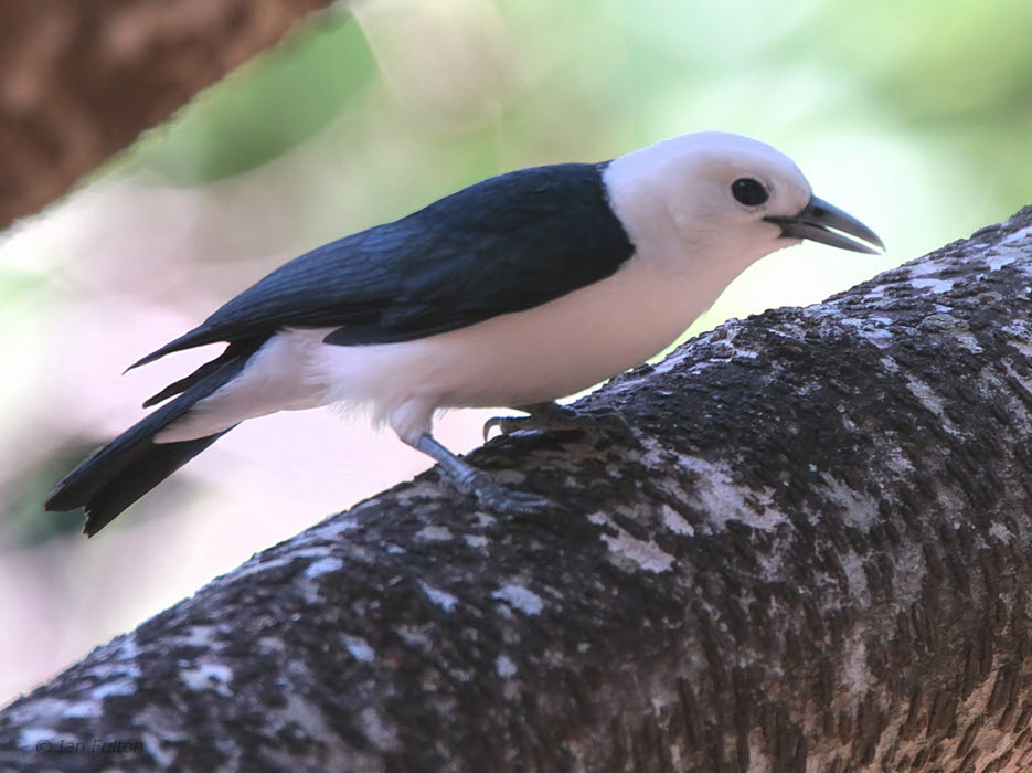 White-headed Vanga, Ankarafantsika NP, Madagascar