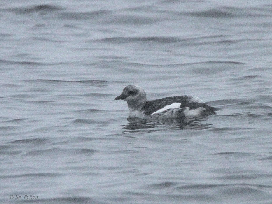 Black Guillemot (1st winter), Gourock, Clyde