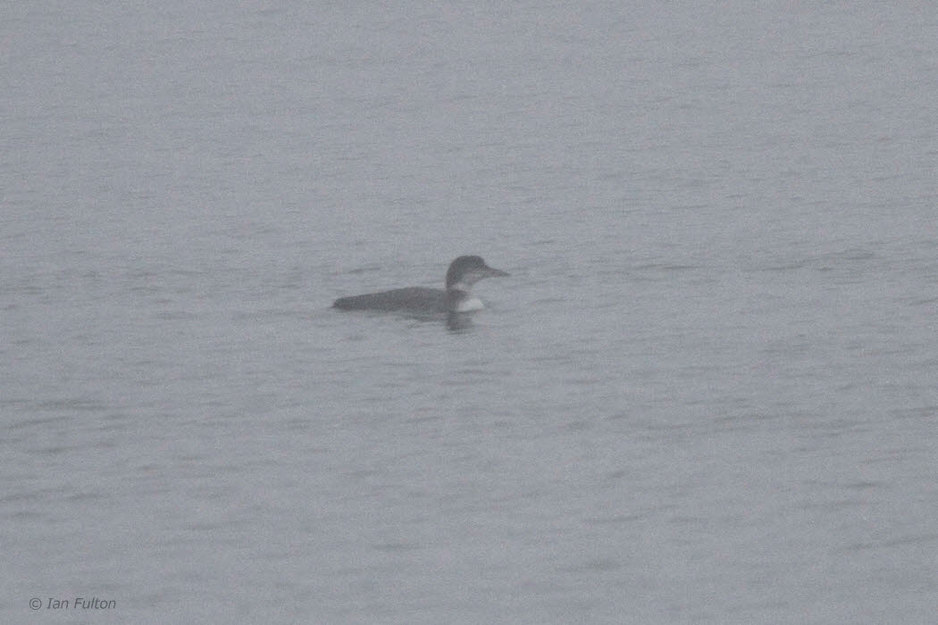 Great Northern Diver, Greenock Esplanade, Clyde