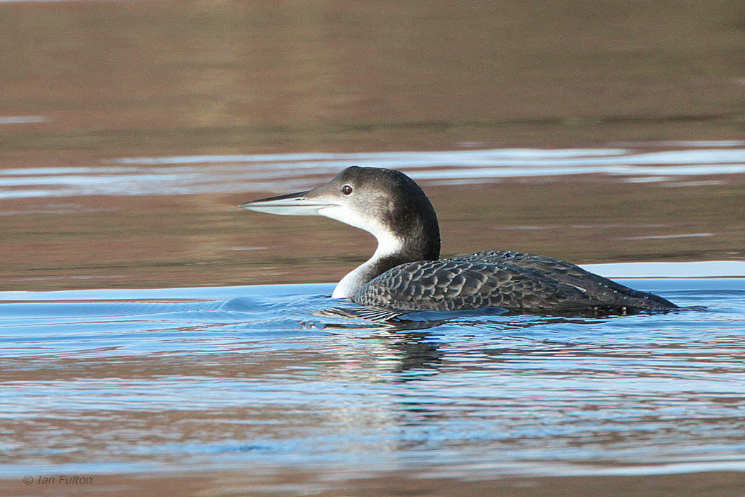 Great Northern Diver, Milarrochy-Loch Lomond, Clyde