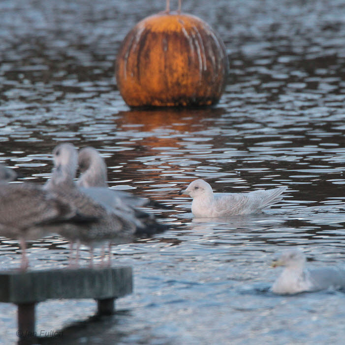 Iceland Gull (2nd winter), Hogganfield Loch, Glasgow