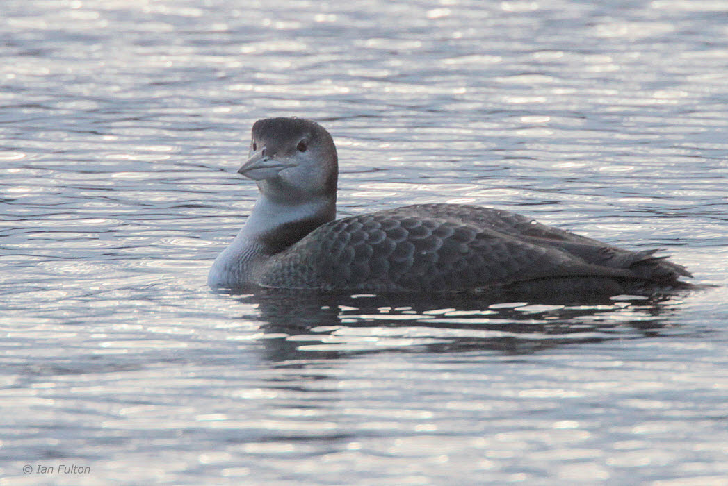 Great Northern Diver, Sallochy-Loch Lomond, Clyde
