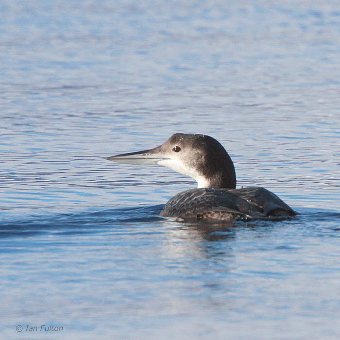 Great Northern Diver, Milarrochy-Loch Lomond, Clyde