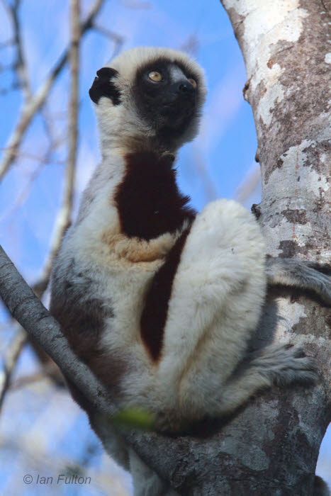 Coquerels Sifaka, Ankarafantsika NP, Madagascar
