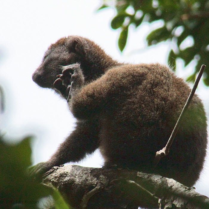 Eastern Grey Bamboo Lemur, Andasibe NP, Madagascar