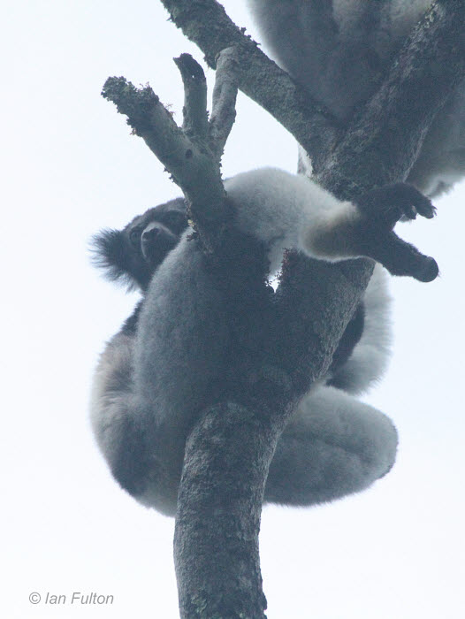 Indri, Andasibe NP, Madagascar