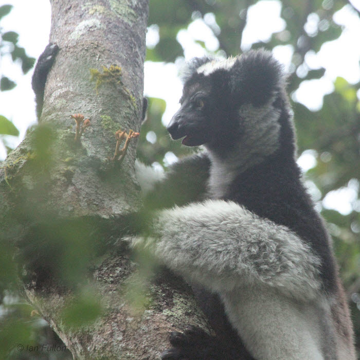 Indri, Andasibe NP, Madagascar