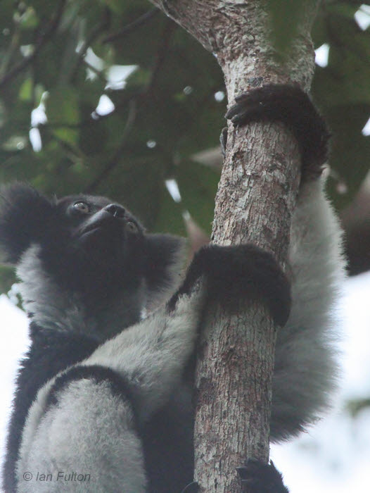 Indri, Andasibe NP, Madagascar