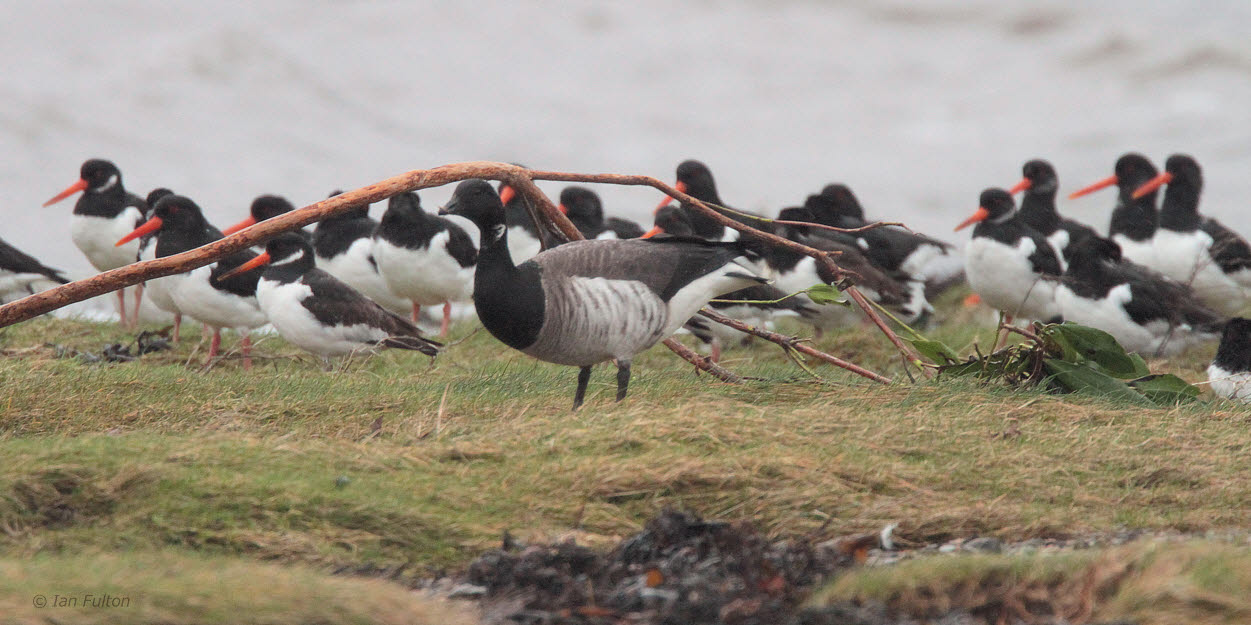 Pale-bellied Brent Goose, Helensburgh, Clyde