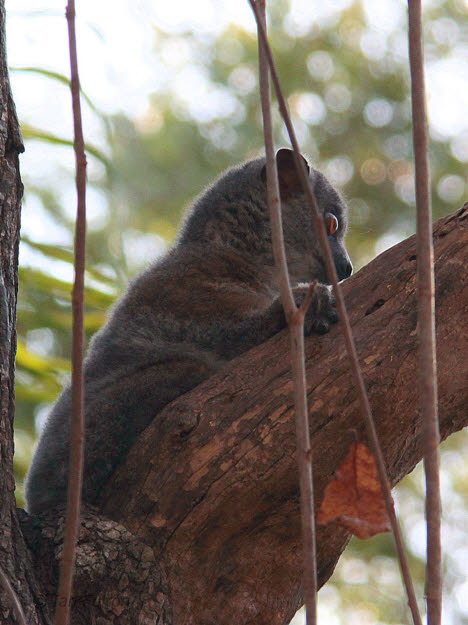 Randrianasolos Sportive Lemur, Tsingy de Bemaraha, Madagascar