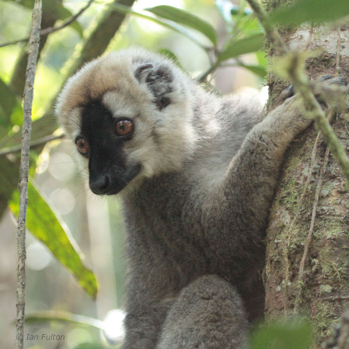 Red-fronted Brown Lemur, Ranomafana NP, Madagascar
