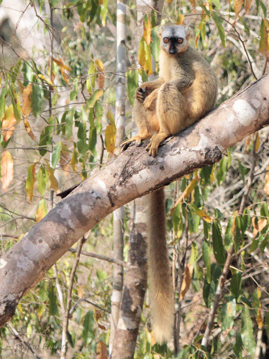 Red-fronted Brown Lemur, Kirindy NP, Madagascar