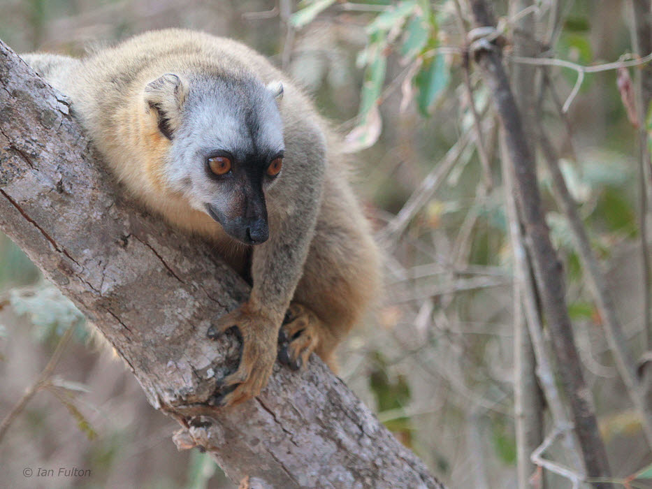 Red-fronted Brown Lemur, Kirindy NP, Madagascar
