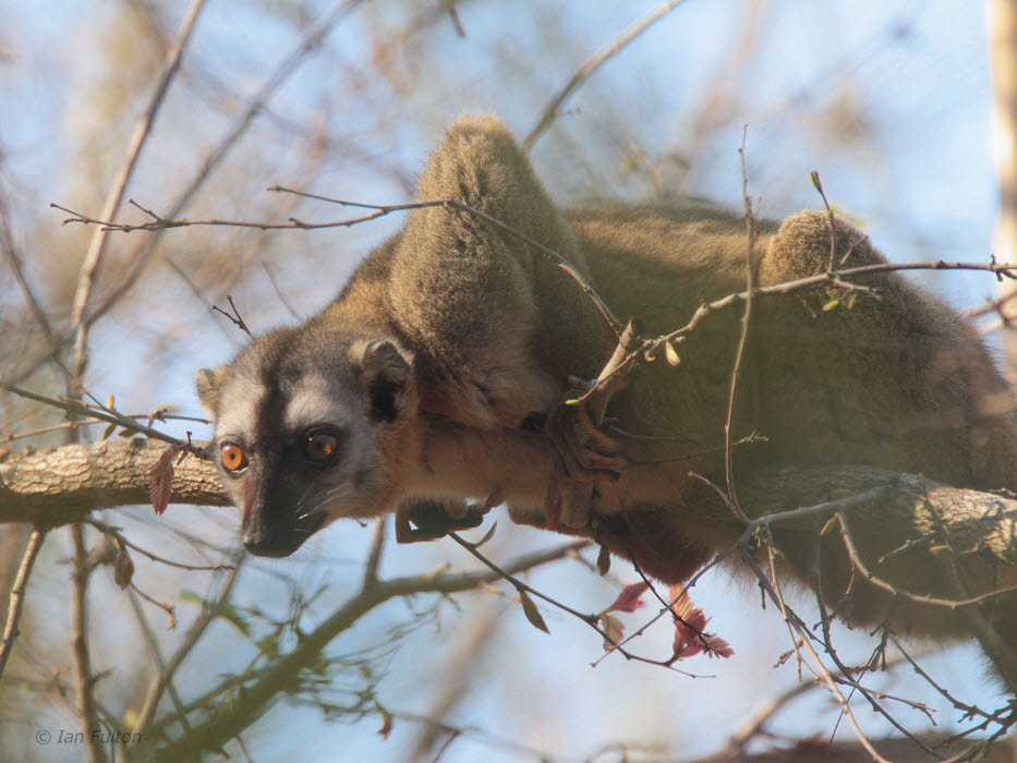 Red-fronted Brown Lemur, Kirindy NP, Madagascar