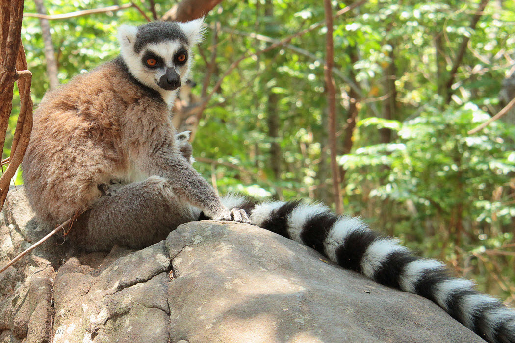 Ring-tailed Lemur, Anja Community Reserve, Madagascar