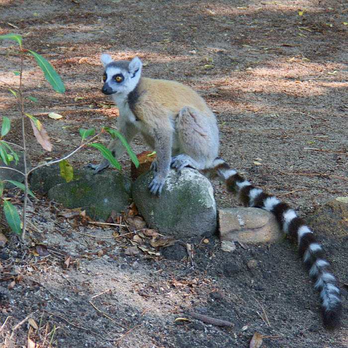 Ring-tailed Lemur, Isalo NP, Madagascar