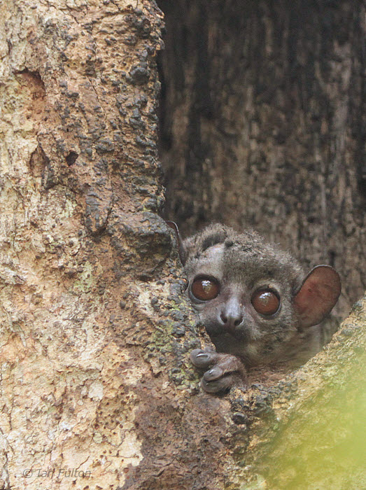 Weasel Sportive Lemur, Mantadia NP, Madagascar