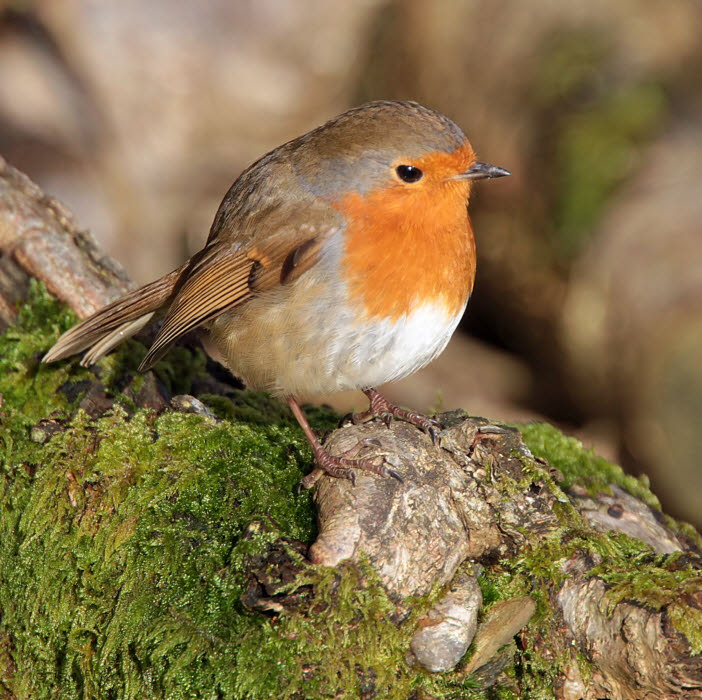 Robin, Sallochy Bay-Loch Lomond, Clyde