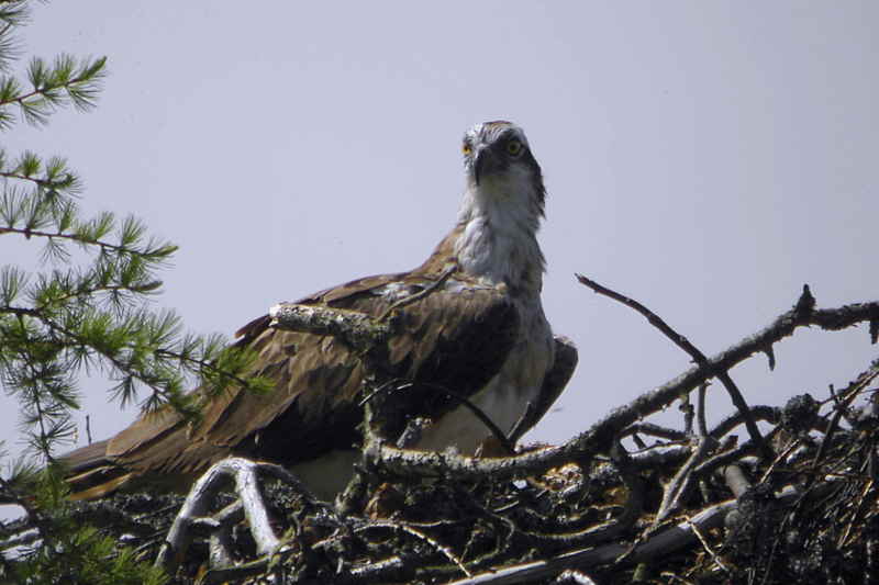 Osprey, Speyside, Highland