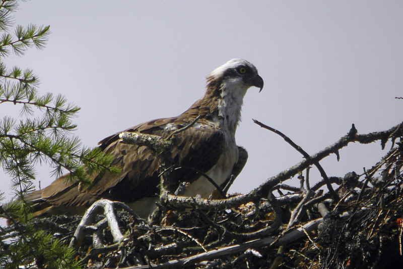 Osprey, Speyside, Highland