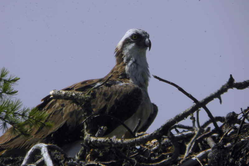 Osprey, Speyside, Highland