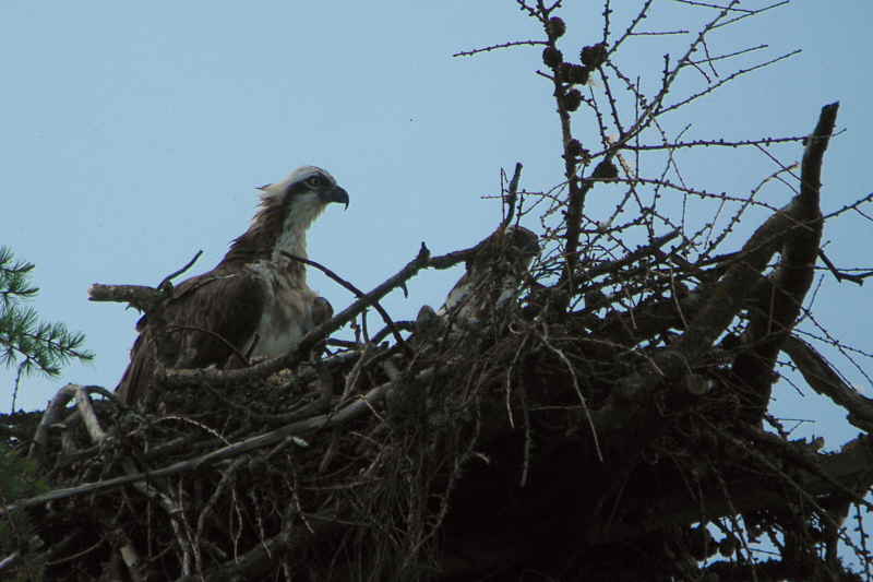 Osprey, Speyside, Highland