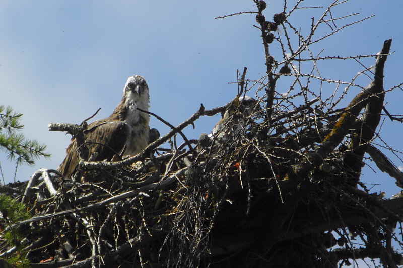 Osprey, Speyside, Highland