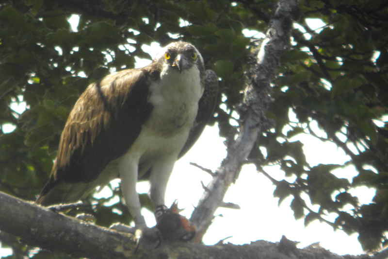 Osprey, Speyside, Highland