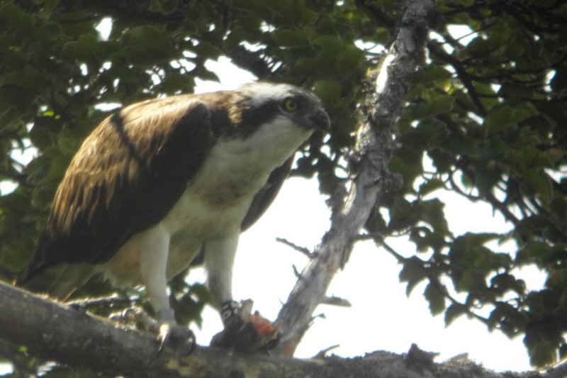 Osprey, Speyside, Highland
