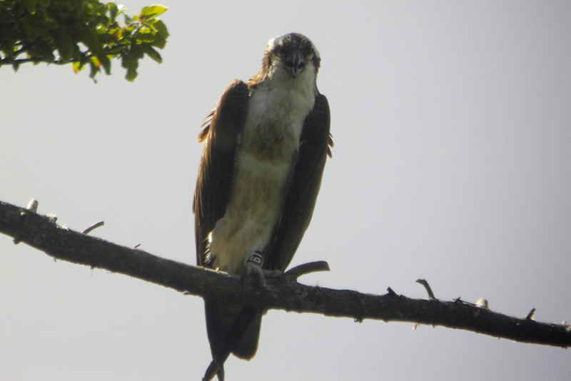 Osprey, Speyside, Highland