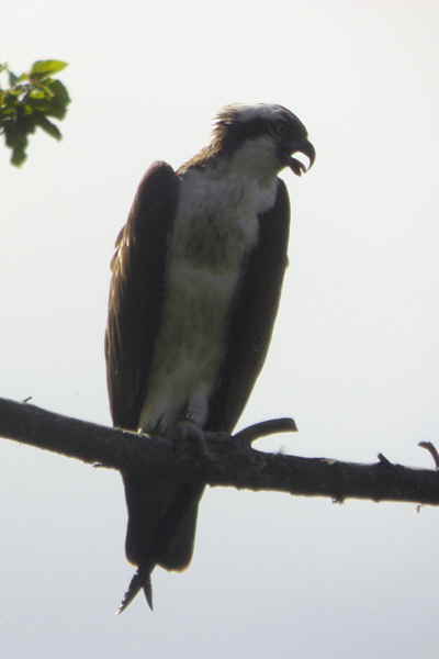 Osprey, Speyside, Highland