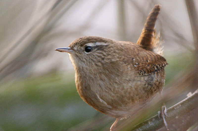 Wren, Barons Haugh RSPB, Clyde