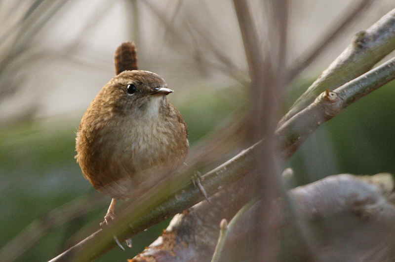 Wren, Barons Haugh RSPB, Clyde