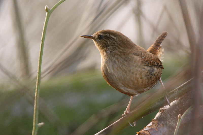 Wren, Barons Haugh RSPB, Clyde