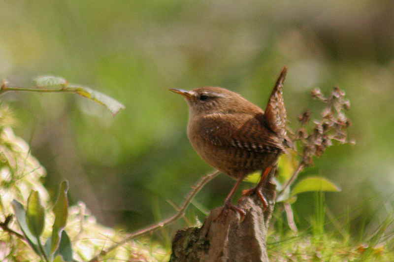 Wren, Sallochy, Loch Lomond