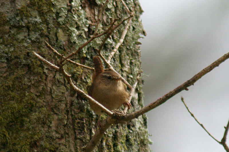 Wren, Sallochy, Loch Lomond