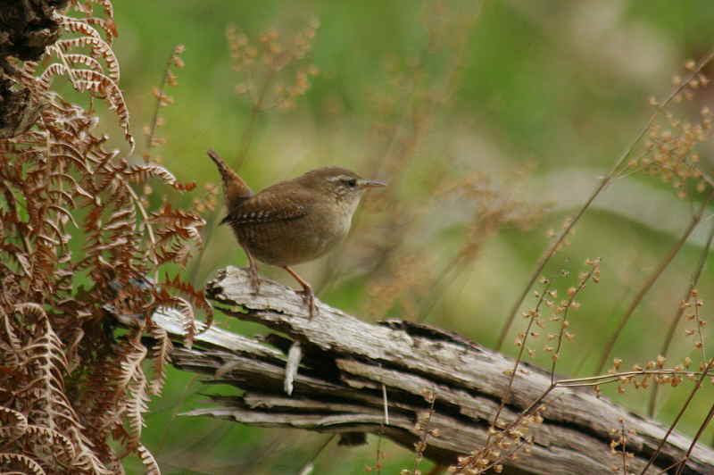 Wren, Sallochy, Loch Lomond