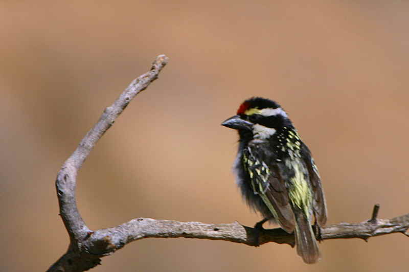 Acacia Pied Barbet, Erongo Wilderness Lodge