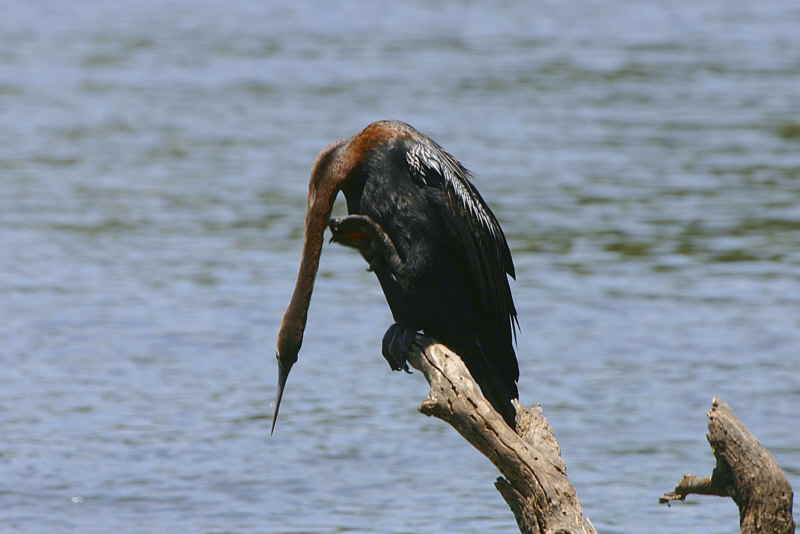 African Darter, Shakawe Lodge, Botswana